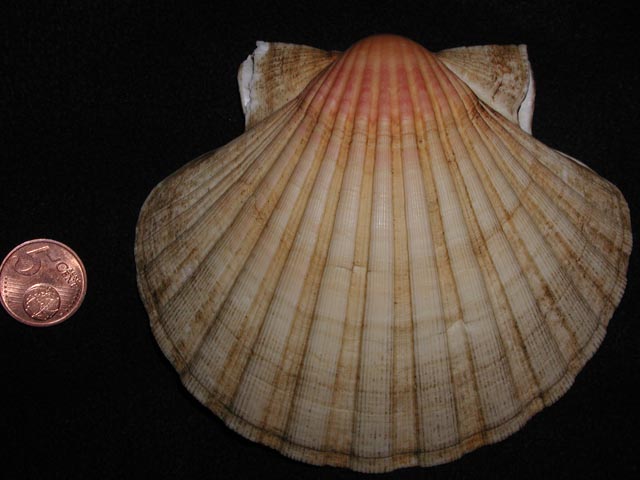 Famiglia Pectinidae