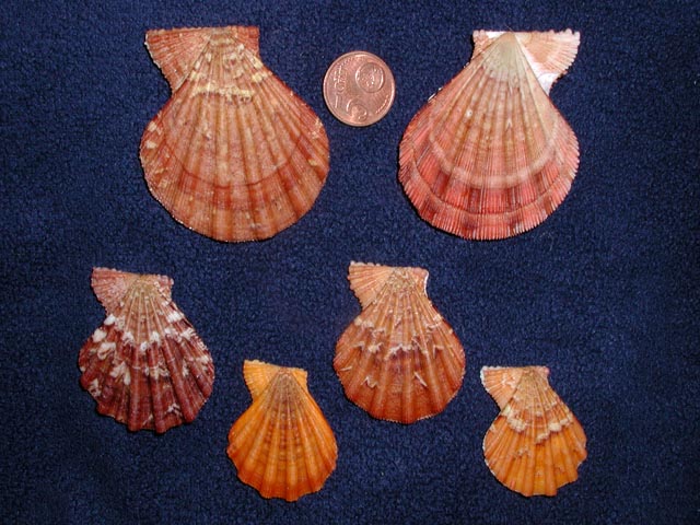 Famiglia Pectinidae