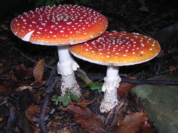Rosso d''autunno