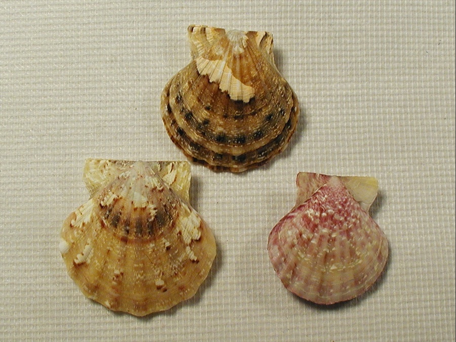 Famiglia Pectinidae