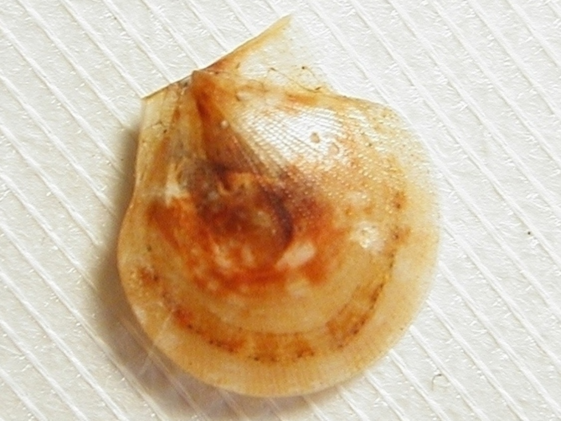 Famiglia Pectinidae