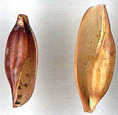 Ovulidae : Simnia purpurea e altri rappresentanti