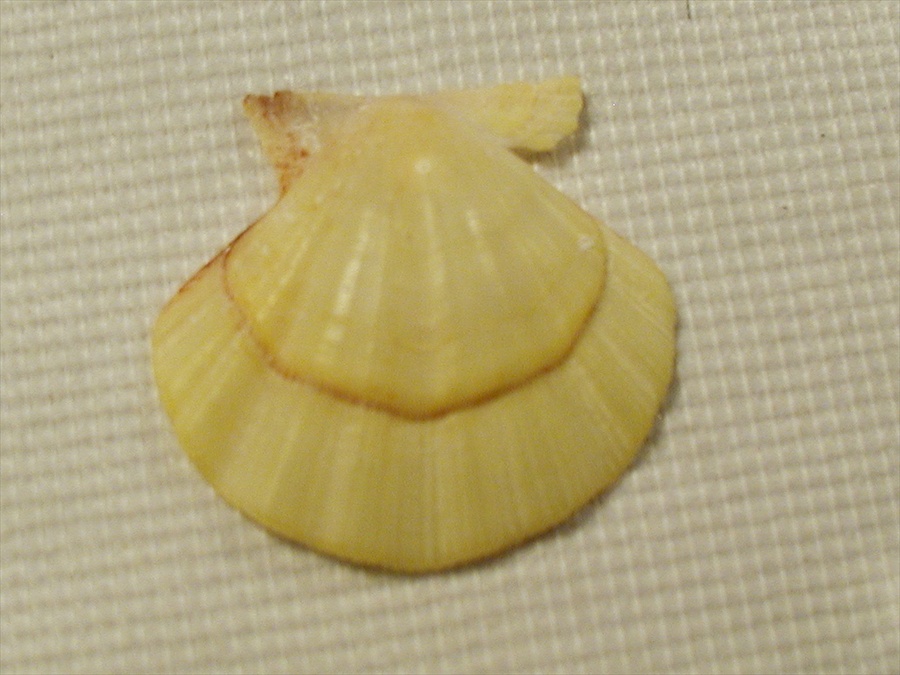 Famiglia Pectinidae