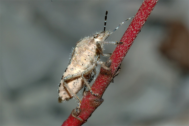 Dolycoris baccarum