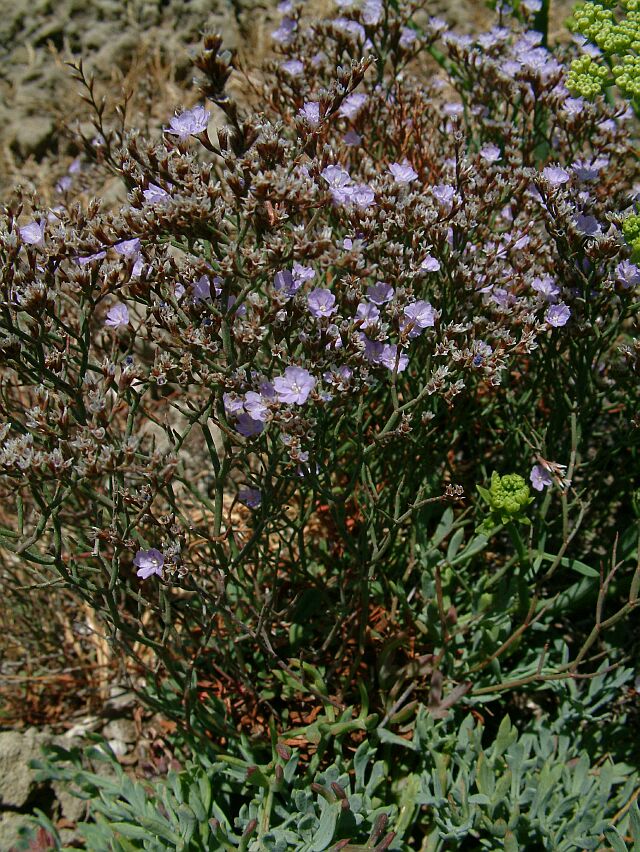 Limonium contortirameum / Limonio