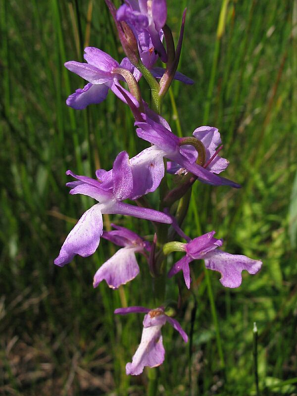 Orchis palustris