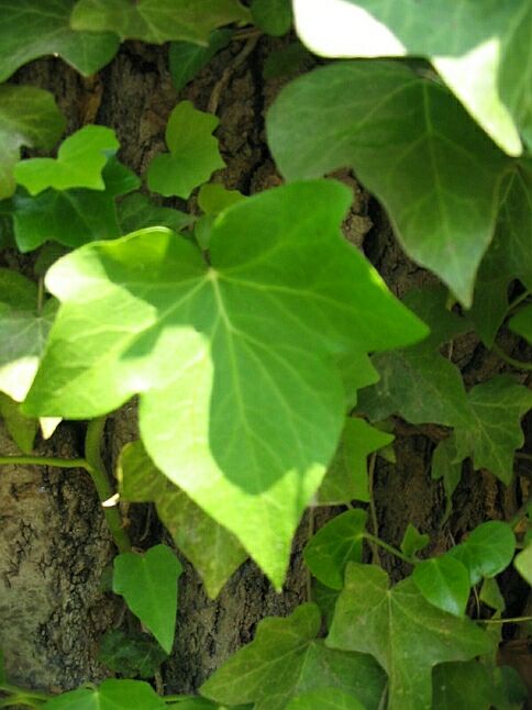 Hedera helix / Edera