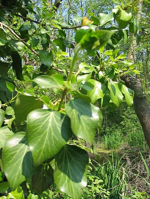 Hedera helix / Edera