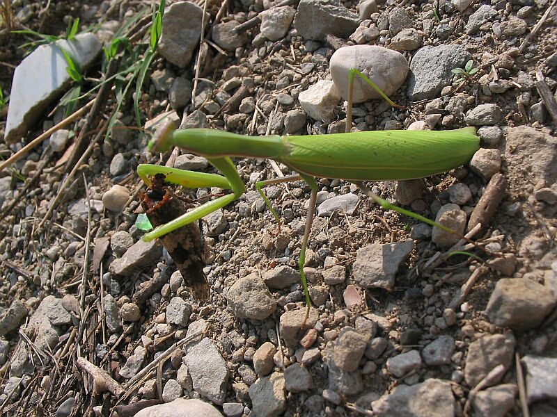 Piacere di conoscerti - Mantis religiosa