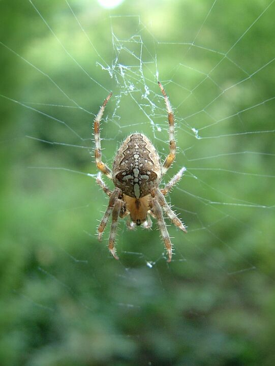 Araneus diadematus