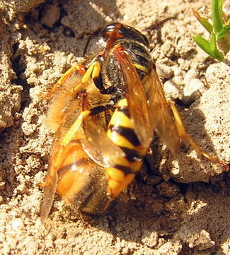 Philanthus o Vespula?