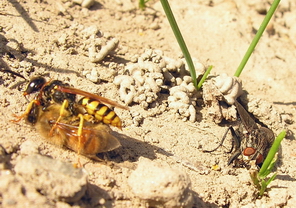 Philanthus o Vespula?