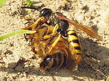 Philanthus o Vespula?