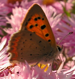 Lycaena phlaeas