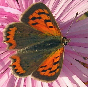 Lycaena phlaeas