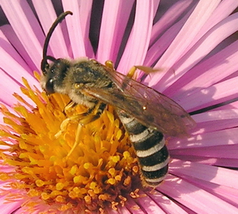 Apidae Halictinae