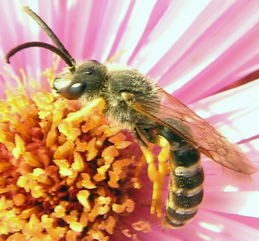 Apidae Halictinae
