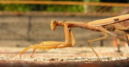 Mantis religiosa