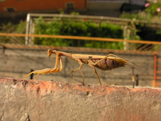Mantis religiosa
