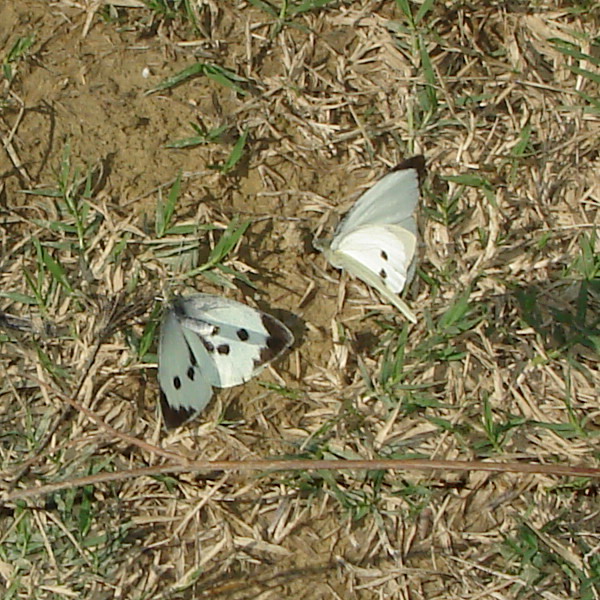 Pieris brassicae