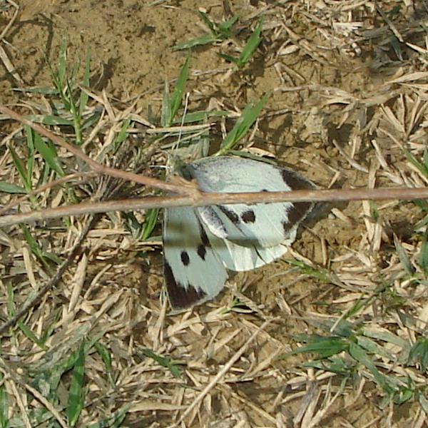 Pieris brassicae