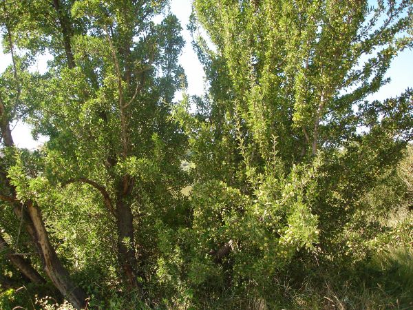 Pyrus spinosa / pero mandorlino