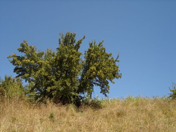 Pyrus spinosa / pero mandorlino