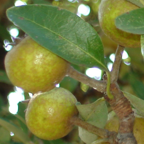 Pyrus spinosa / pero mandorlino