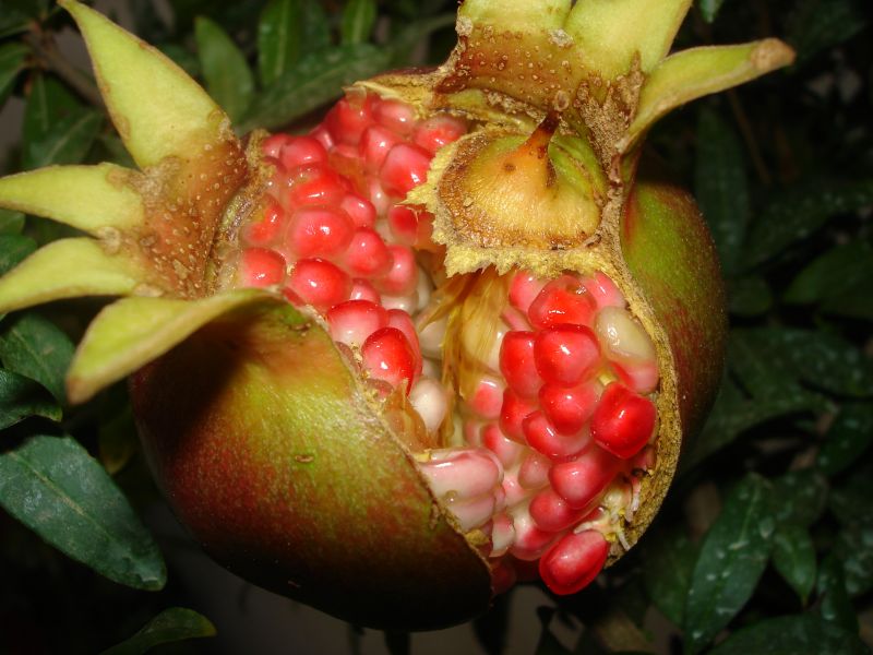 Rosso d''autunno