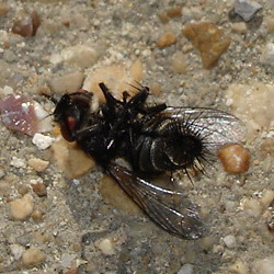 mosca giocherellona Sarcophaga sp.