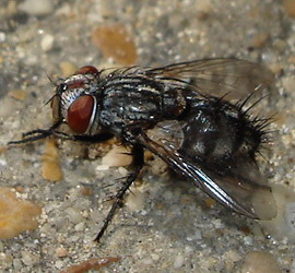 mosca giocherellona Sarcophaga sp.
