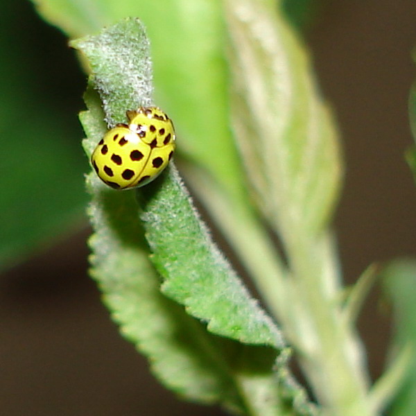 coccinella gialla (Psyllobora vigintiduopunctata)