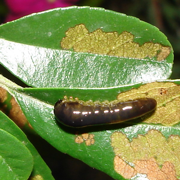 Larva di imenottero Tenthredinidae: Caliroa cerasi