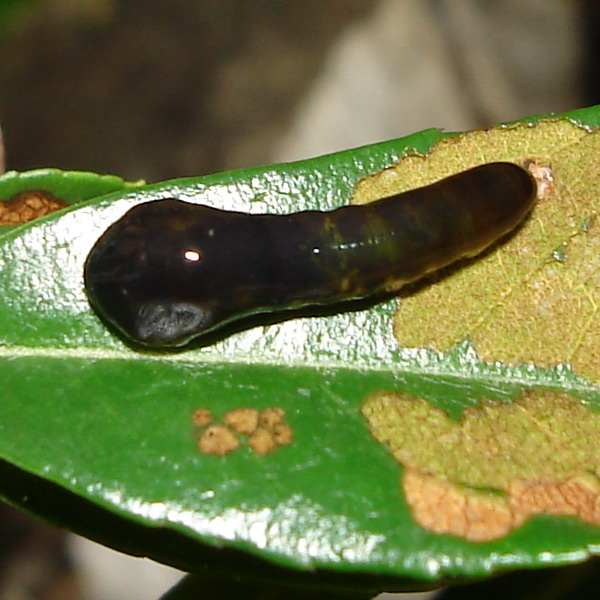 Larva di imenottero Tenthredinidae: Caliroa cerasi