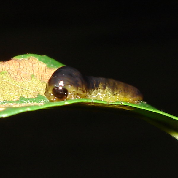 Larva di imenottero Tenthredinidae: Caliroa cerasi