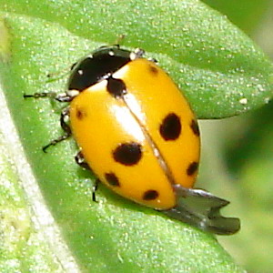 Coccinella in decollo:Coccinella septempunctata