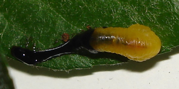 Larva di imenottero Tenthredinidae: Caliroa cerasi