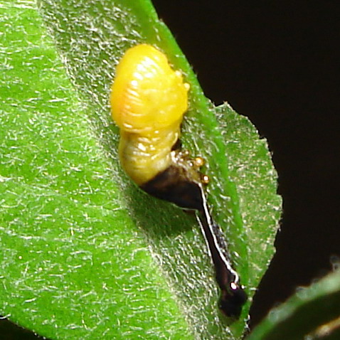 Larva di imenottero Tenthredinidae: Caliroa cerasi