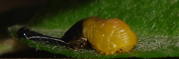 Larva di imenottero Tenthredinidae: Caliroa cerasi