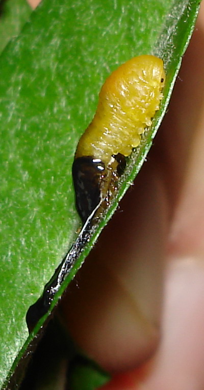 Larva di imenottero Tenthredinidae: Caliroa cerasi