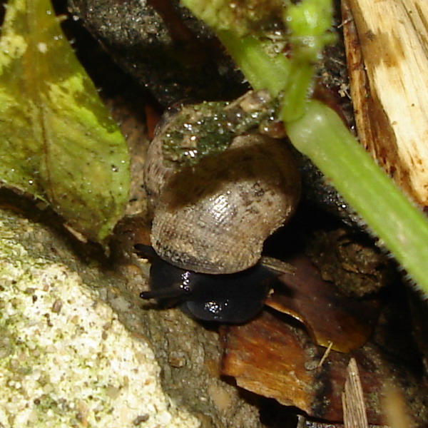 Pomatias elegans