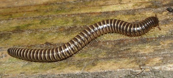 Julus sp.