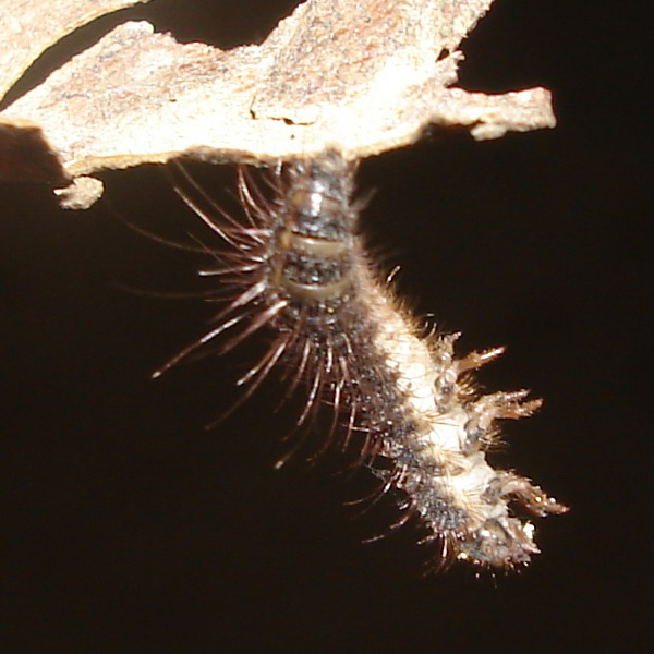 Larva di Dermestidae?