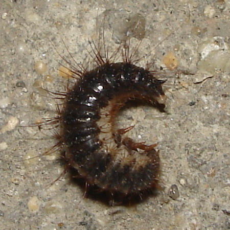 Larva di Dermestidae?