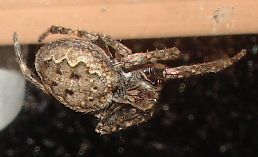 Nuctenea umbratica femmina