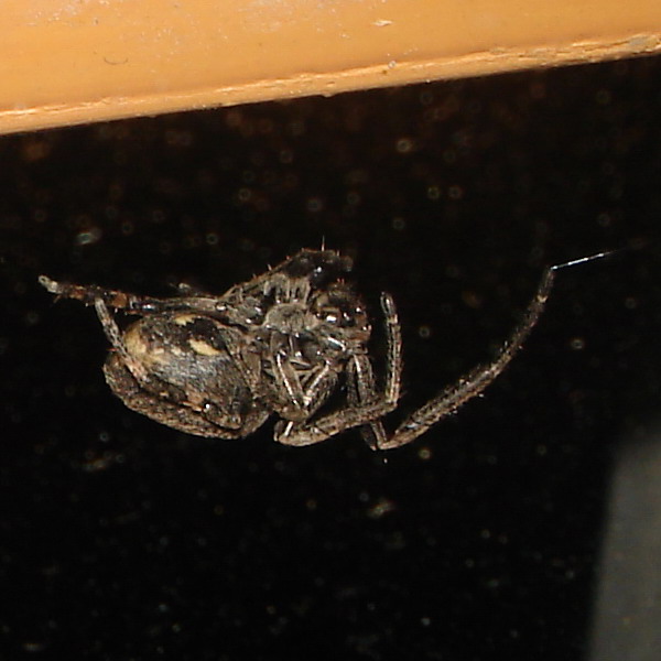 Nuctenea umbratica femmina