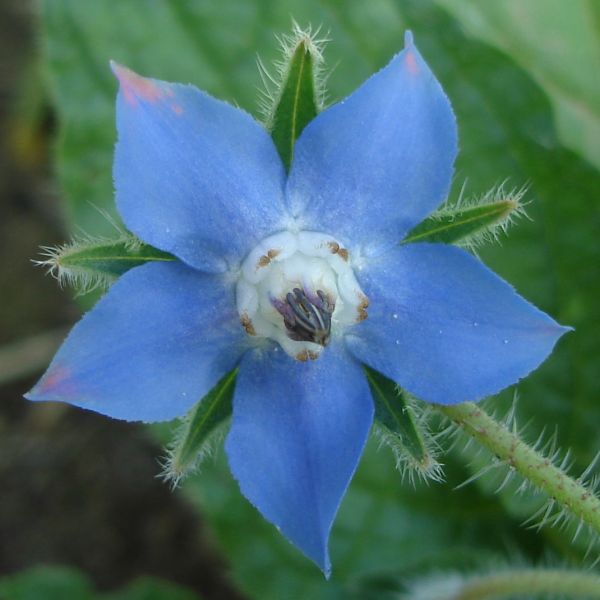 Borago officinalis / Borragine comune