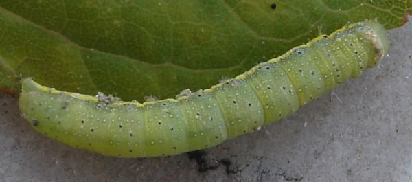 bruco gi visto... ma dove? (Cosmia trapezina)