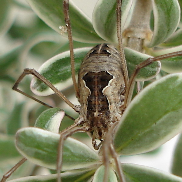 Mitopus morio dell''Abruzzo