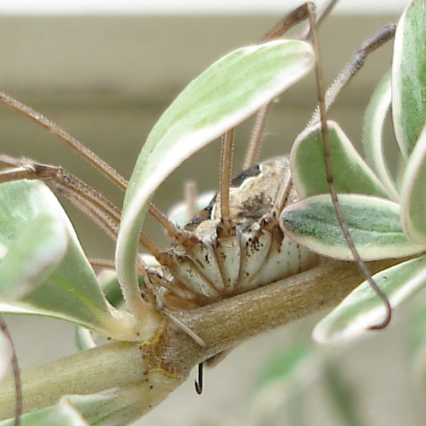 Mitopus morio dell''Abruzzo